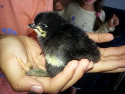 Hatching Chicks Using Incubators vs Broody Hens, Part 2 Image